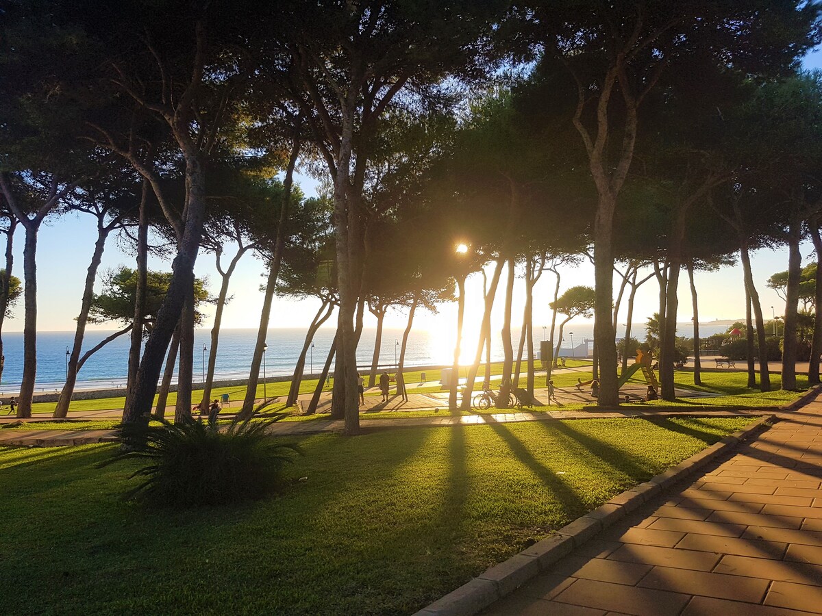 A serene coastal scene features sunlit trees standing along a well-maintained pathway. The soft glow of the sun is visible through the branches, illuminating a grassy area that leads to the beach. The calm ocean can be seen in the background, enhancing the tranquil setting.