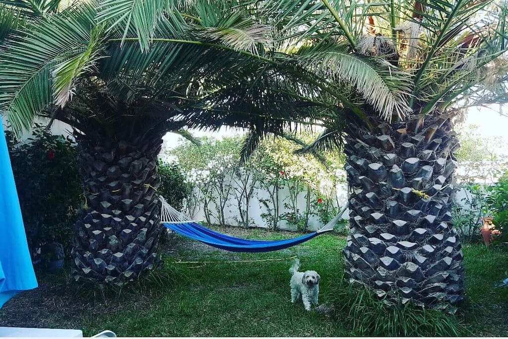 Vous pouvez aussi profiter pour vous détendre et vous évader dans un moment de lecture ou d'une petite sieste sur un hammock perché entre deux palmiers bien à l'ombre, un pur bonheur!