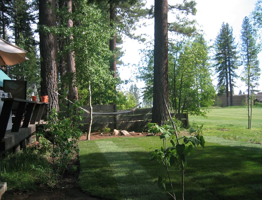 Back yard in the summer!