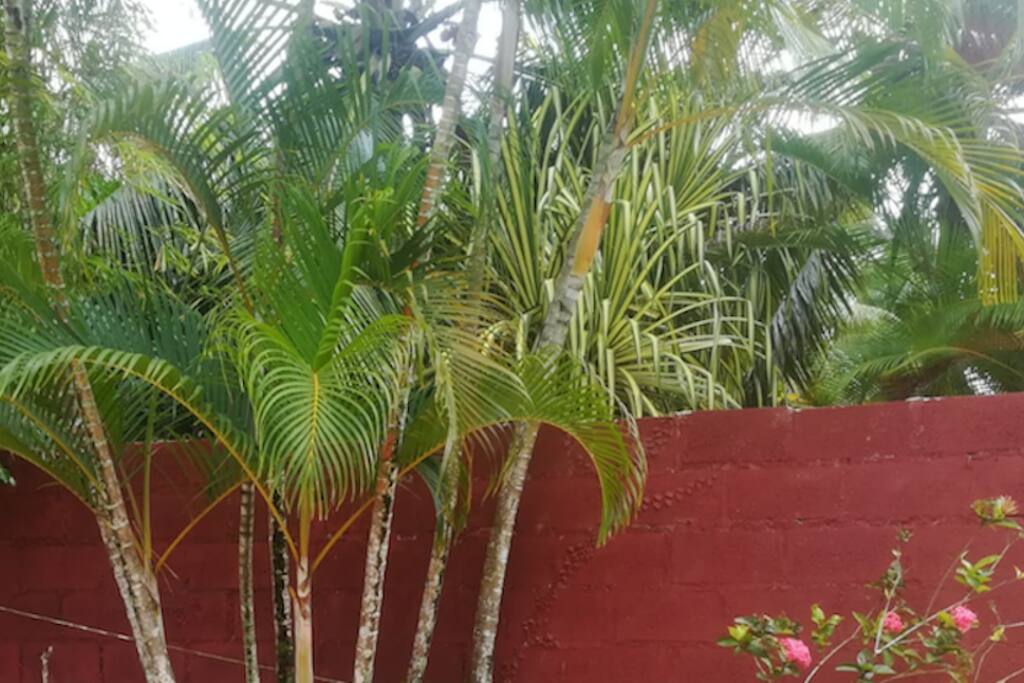 Végétation tropicale
