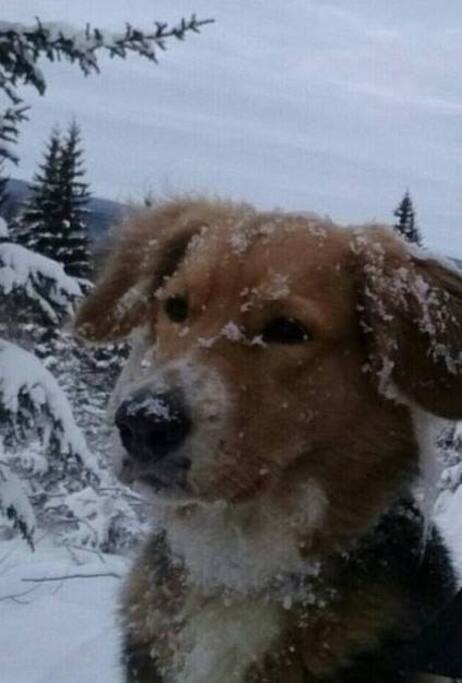Notre chienne Gwada une bonne gardienne qui adore la neige ❄ ⛄