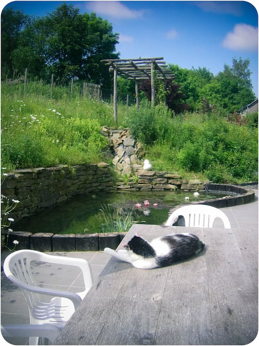 Move-it,de poes,houdt van zonnen op het terras!