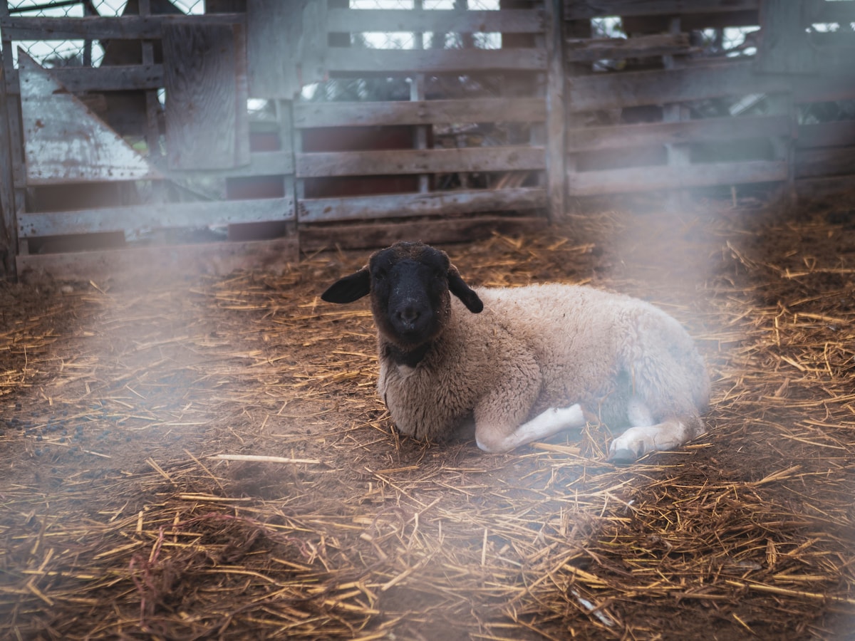 A sheep is resting on a bed of straw within a rustic fenced area. The animal has a light brown body with a dark face, and the surrounding environment displays wooden fencing and an earthy ground. Soft light filters through, creating a gentle atmosphere.
