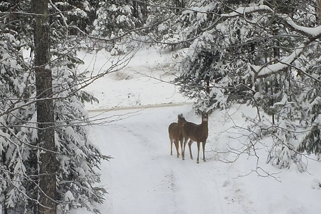 De l'entrée menant au chalet...