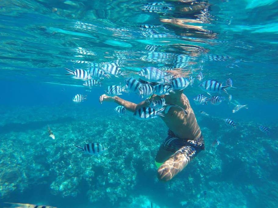 Reef Snorkelling