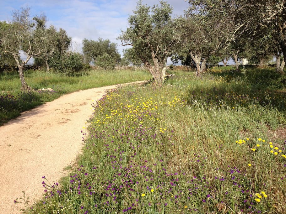 caminho / pathway to the house