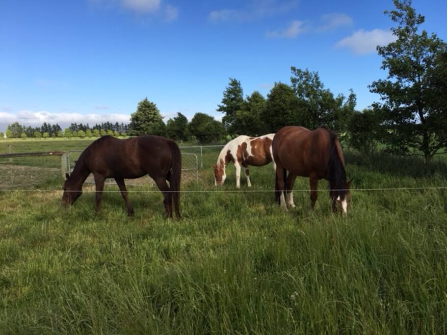 Meet the herd Babe, Riley and Koora.