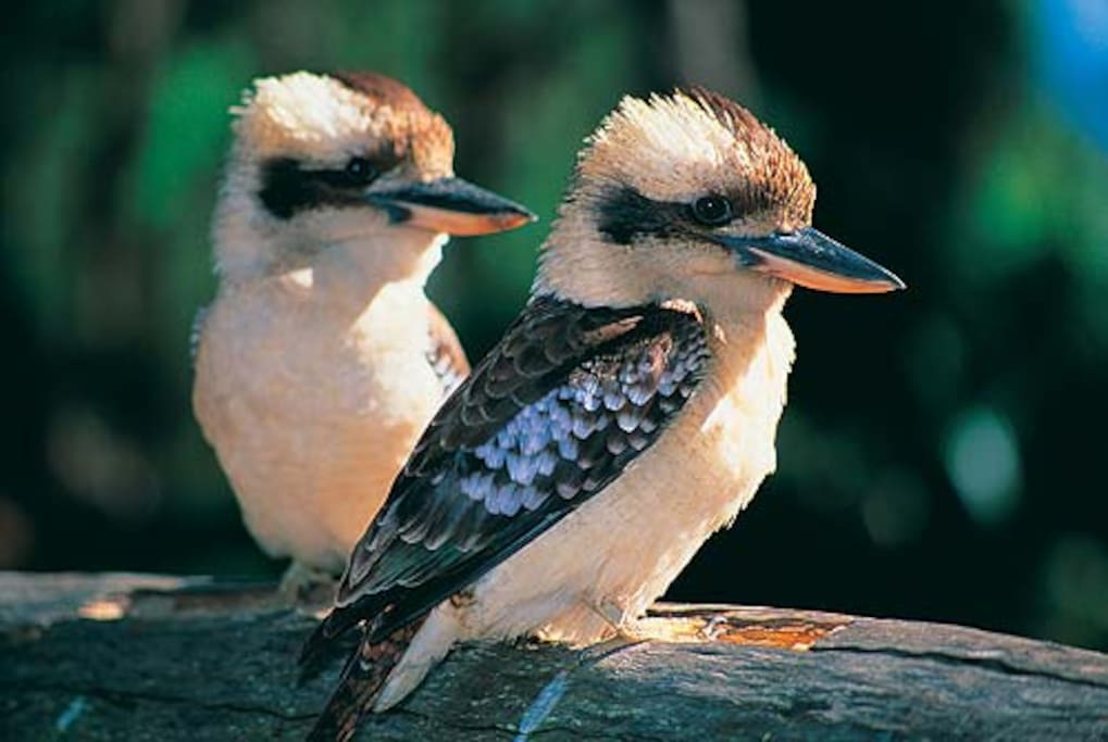 Many birds love to visit. Always Kookaburras laughing away enjoying the space.