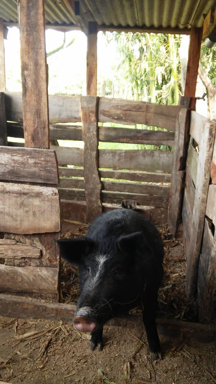 A black pig is positioned within a rustic wooden barn, surrounded by upright wooden planks that form the enclosure. Natural light filters through the openings, illuminating the pig and the earthy ground covered with straw.