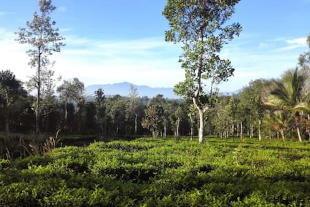 View from the entrance of the farm