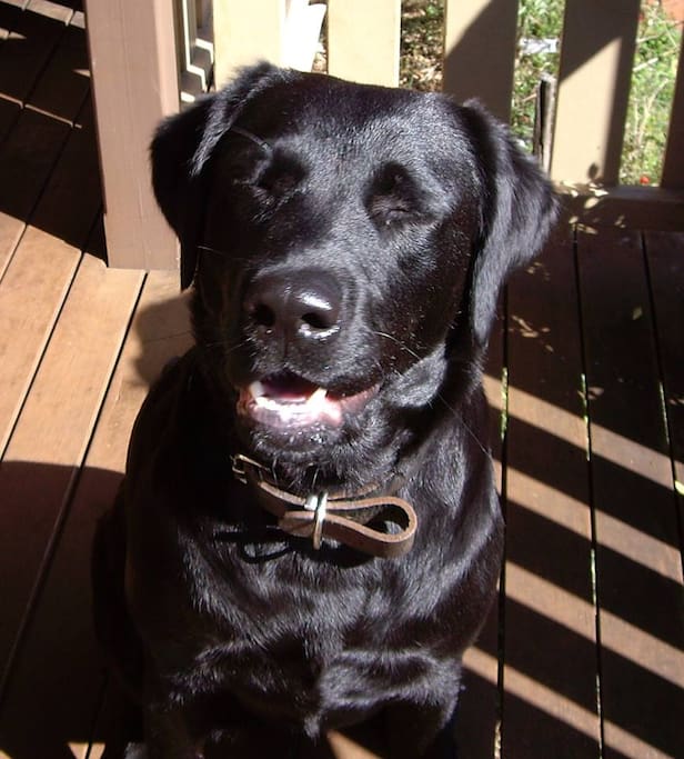 Mollie our Labrador