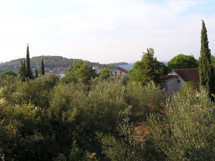 View from the terrace