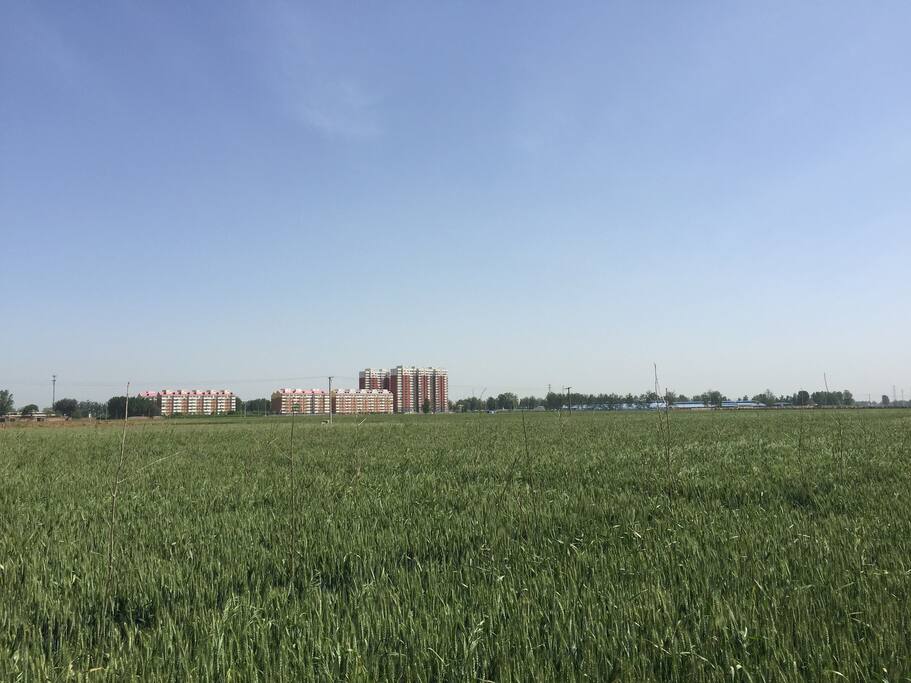 亲近自然:春夏有广阔麦田,秋天有玉米青纱帐