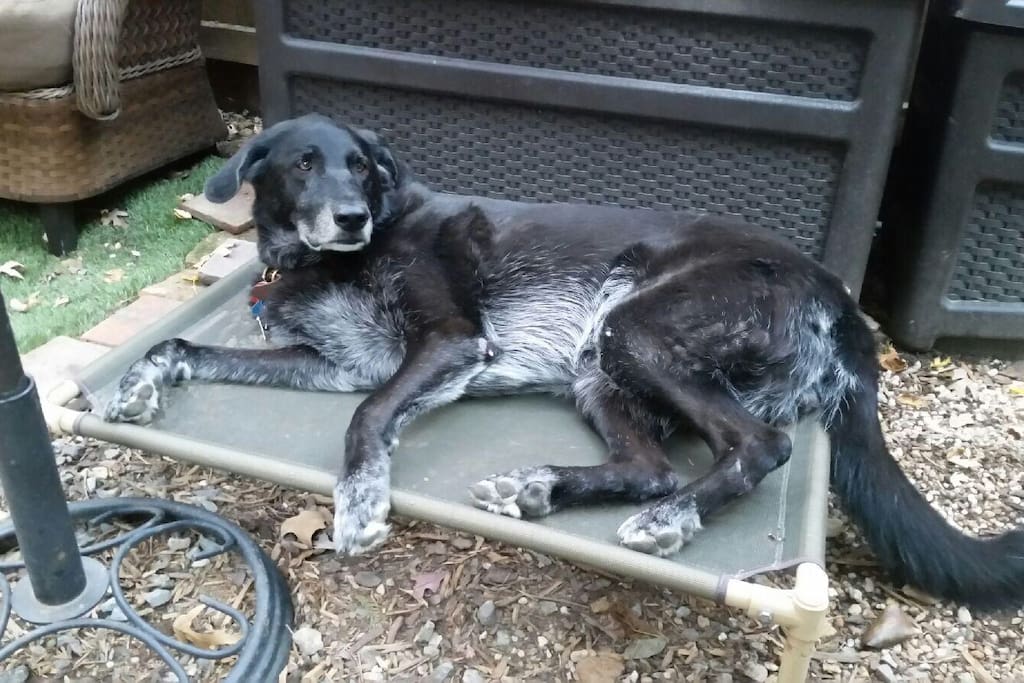 Zorro, a certified therapy dog. My dogs may or may not be at home while you stay there but that is negotiable, either way.