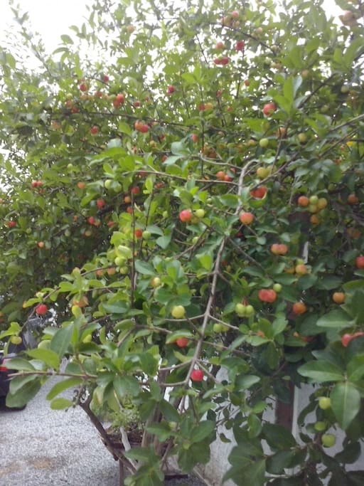 Acerola