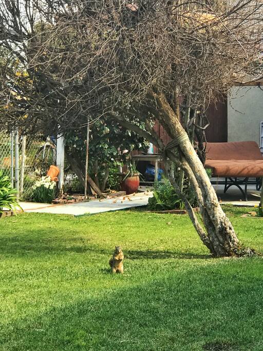 Hellllooooo squirrel :)