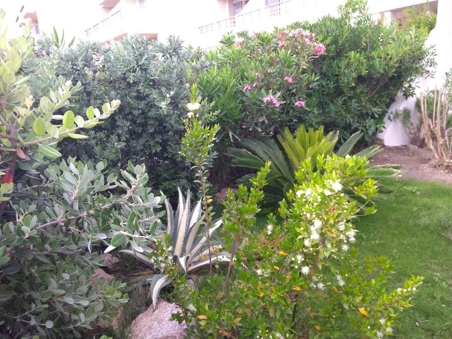Giardino