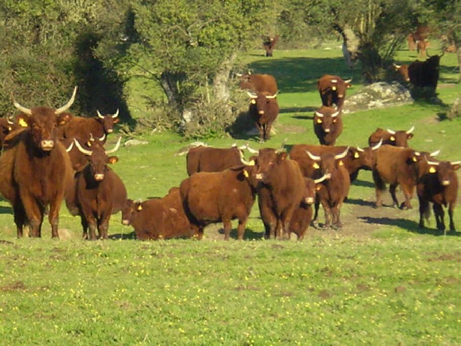 vacas