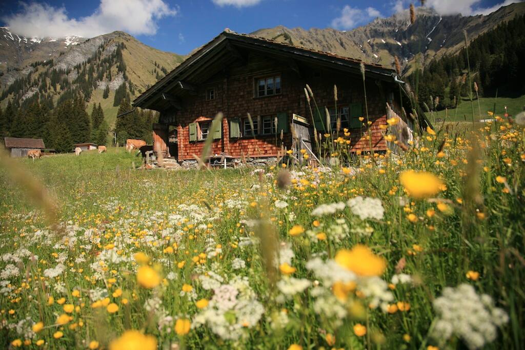 The house