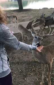 ATX Hill Country Hacienda on Island @ Lake Travis