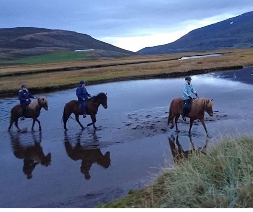 Horse rental on the farm.