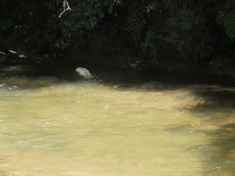 Pocinho do quintal