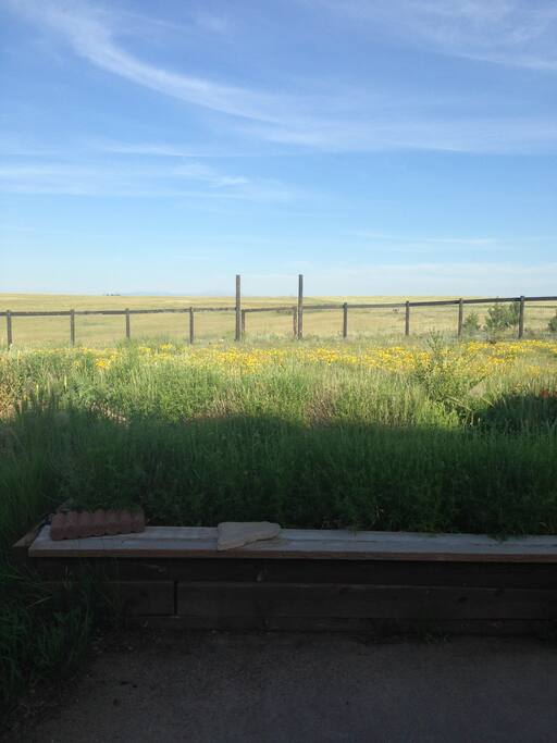 Fenced-in back yard