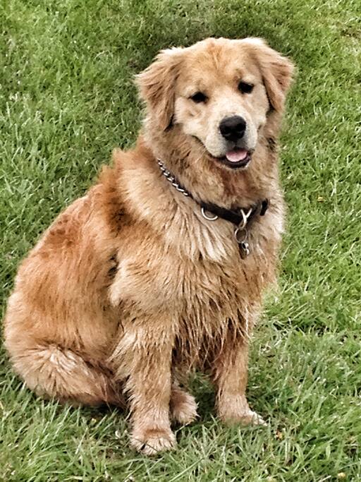 Jasper our Golden Retriever WILL NOT be present during your stay