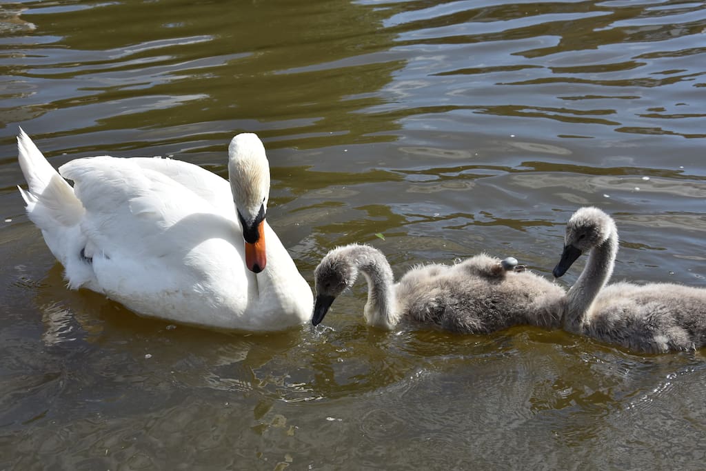 Swans on the Thames