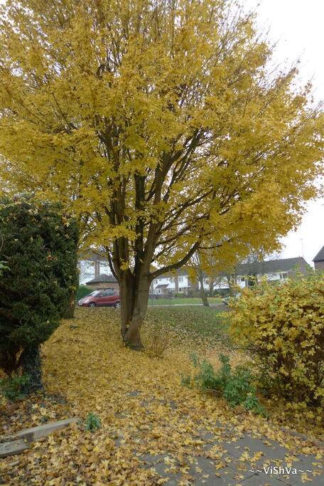 Autumn