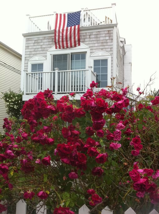 Roses in Bloom