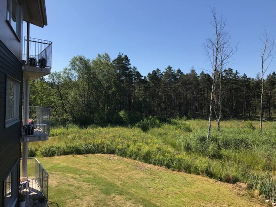 Utsikt från balkong över skog