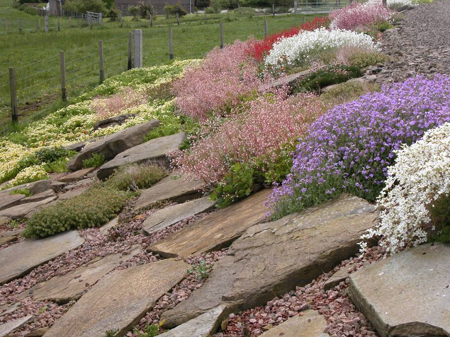 Rock gardem in full bloom beside Westrow Lodge B & B