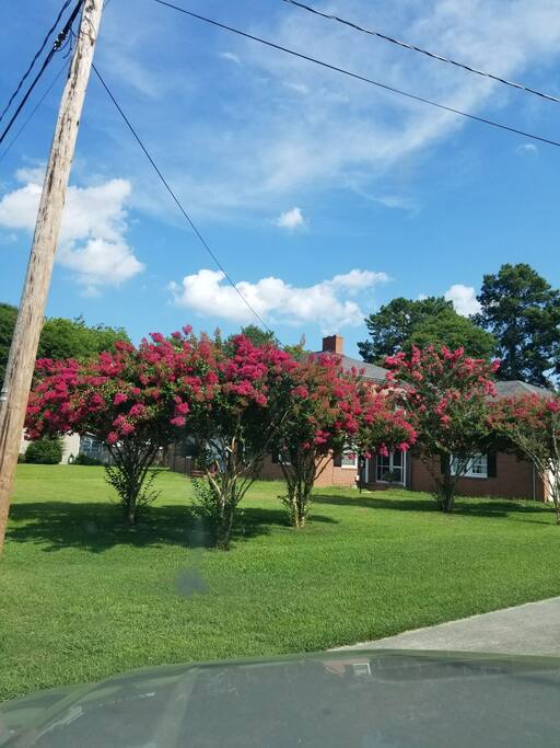 front yard in the peak of summer