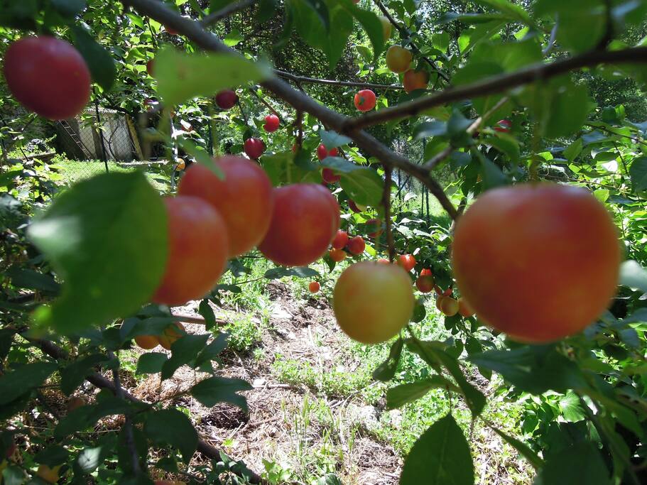 mirabolani rosa..ovvero una specie di susine..che un antico proprietario ,botanico ,ha impiantato...ne ho una collezione e mi forniscono di dolczza tutta l'estate