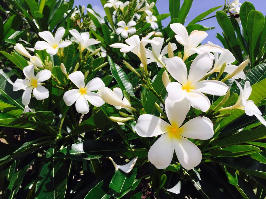 Frangipani in the garden