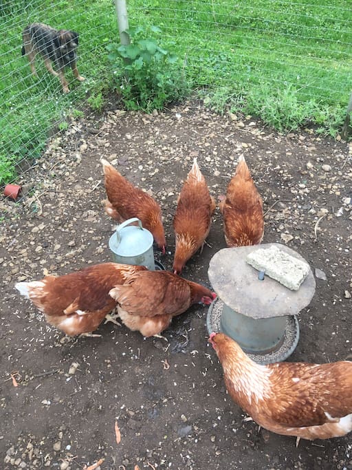 Gertie checking the hens