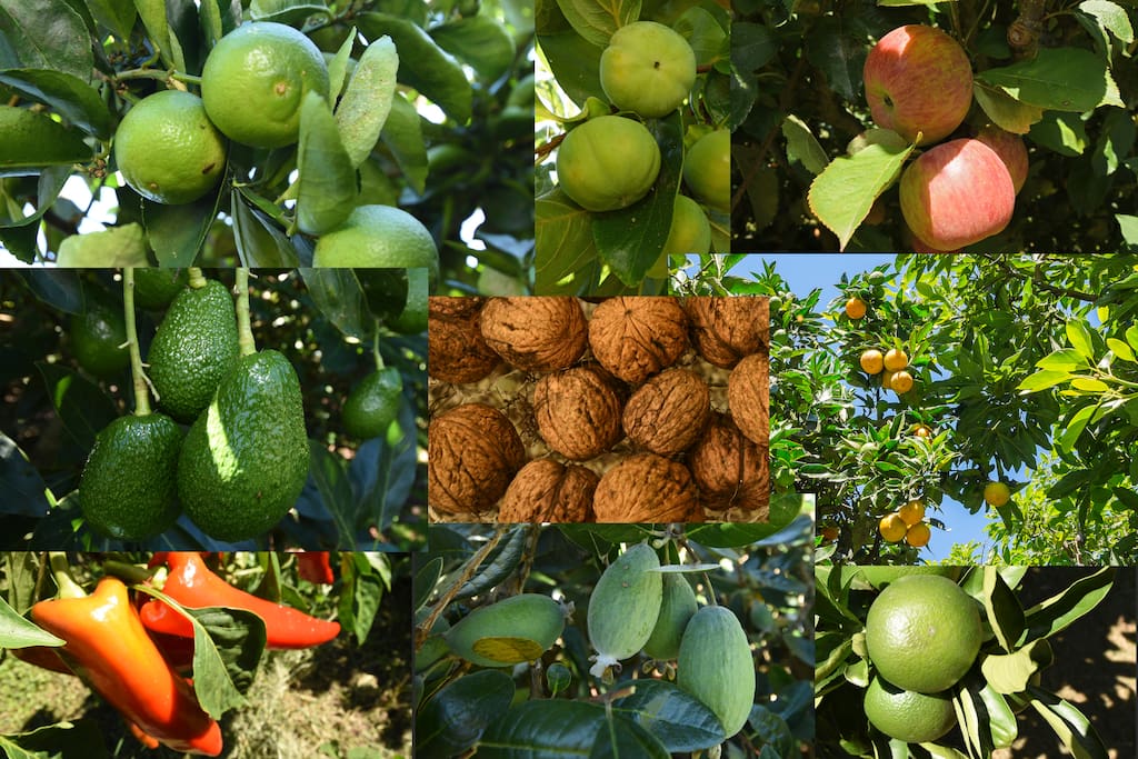 Fruit that is on the property and in season will be available.