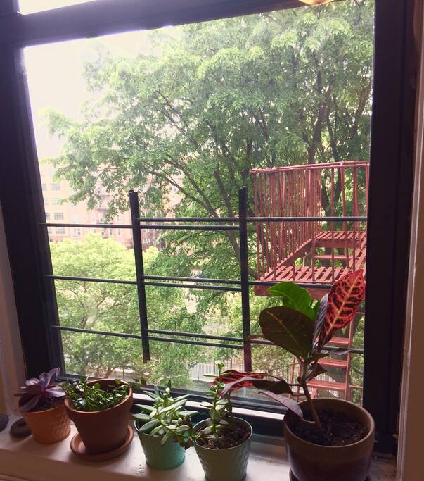 Living room window