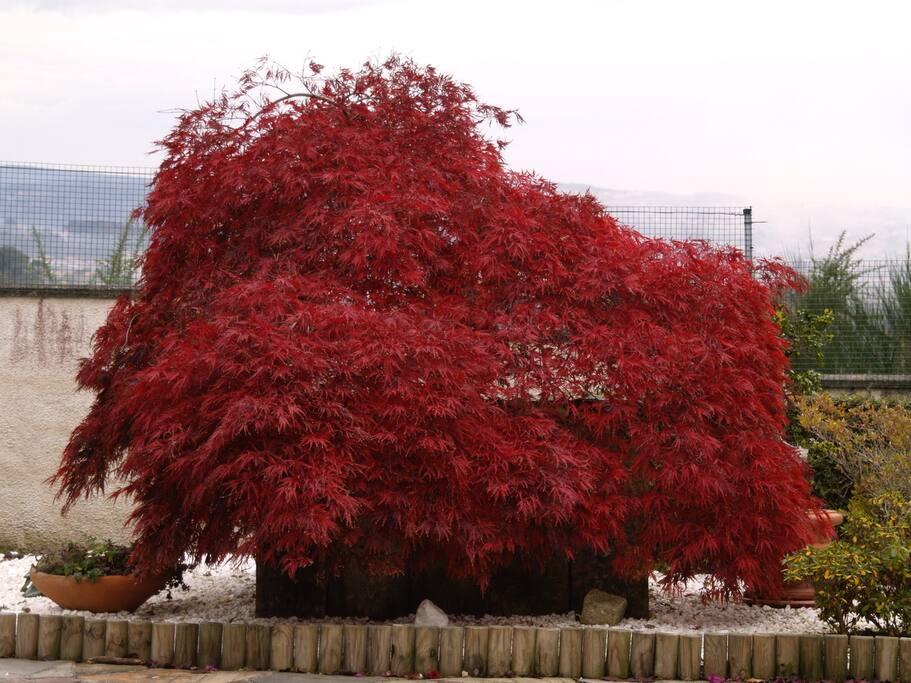 Jardín