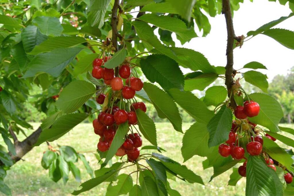 Alberi da frutto nella proprietà