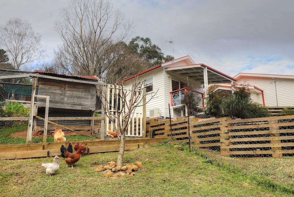 Chooky neighbours