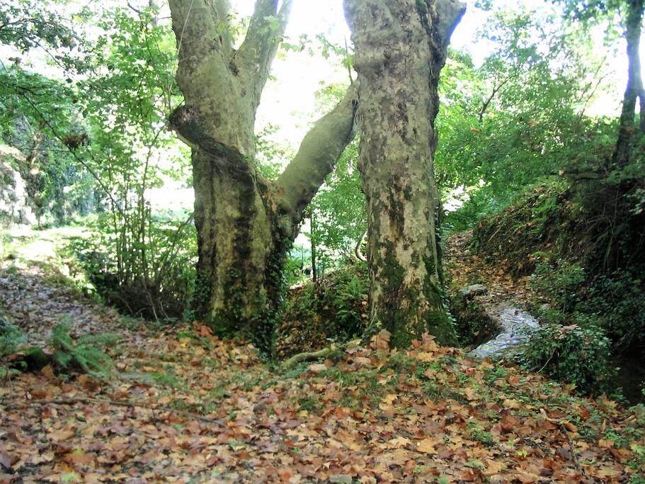 Petite cascade au bout du jardin