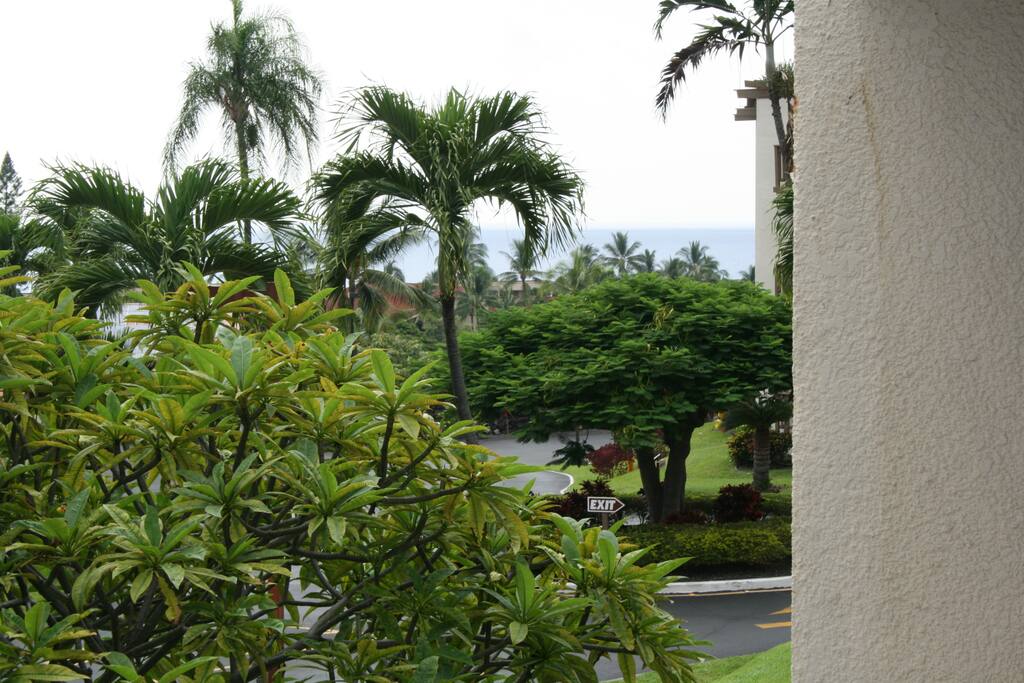 Palm Tree,Tree,Fir,Flower,Vegetation