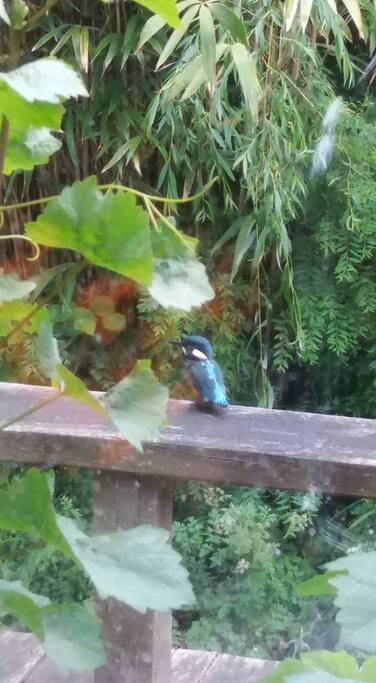 Kingfisher sitting on our decking!