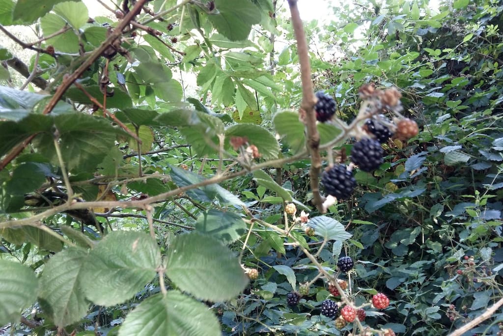 Blackberries all around for breakfast