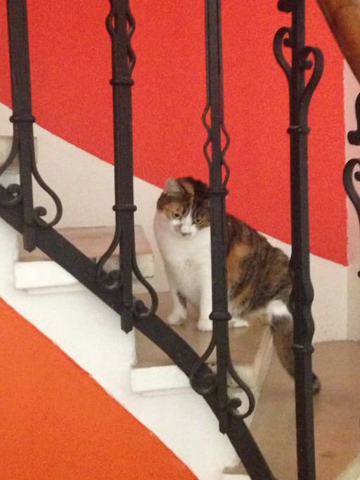 Notre chat, Mimine!