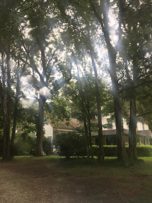 live oak forest right in the backyard