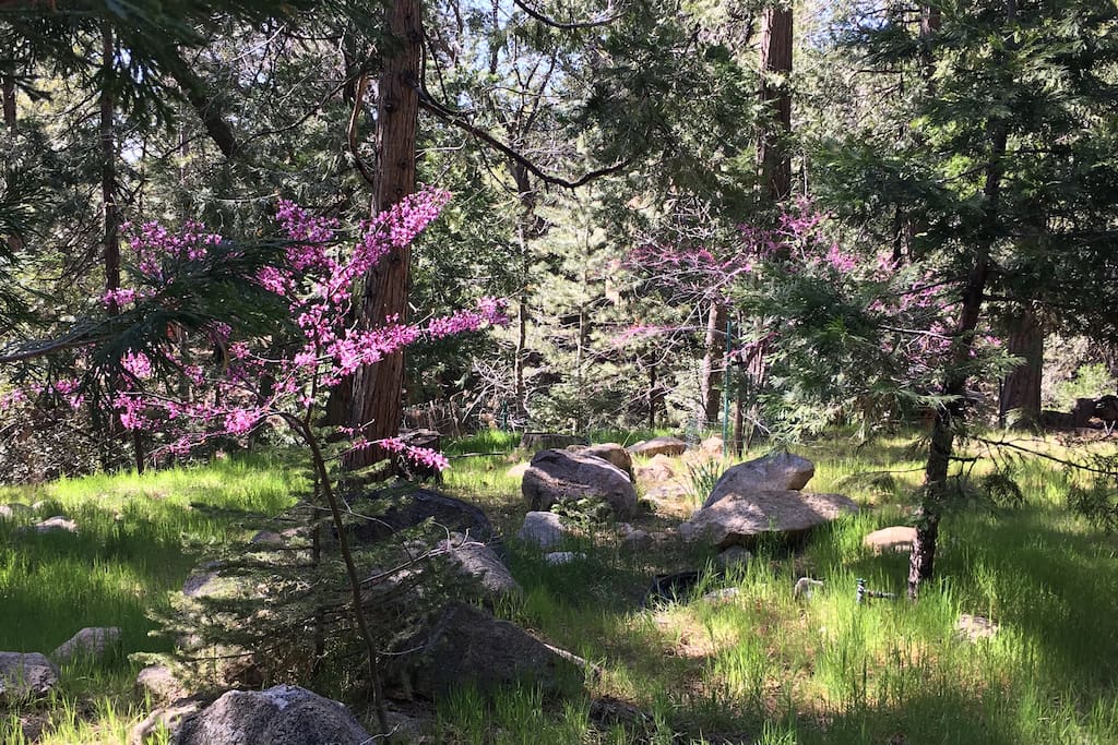 Springtime view