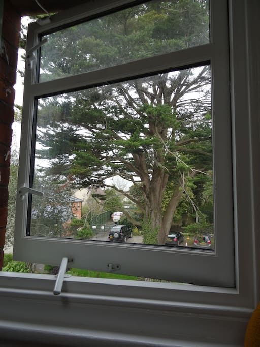view of the Cedar tree from your bedroom window